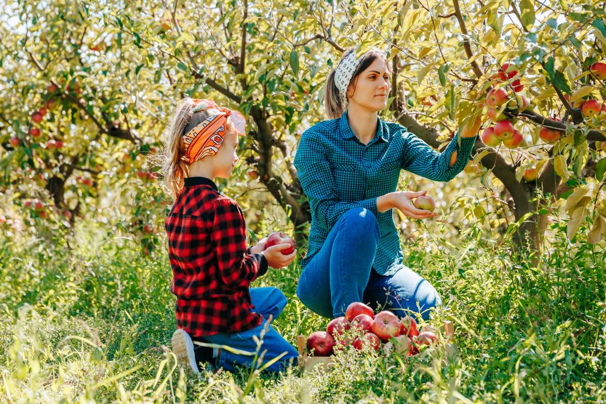 Apfel pflücken in Baden Baden — Was ist erlaubt, was nicht?