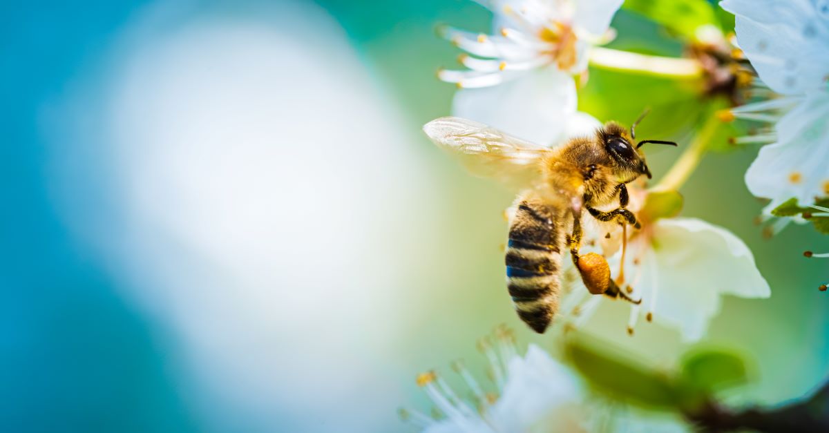 Bienen schützen im Garten Baden Baden – Praktische Tipps