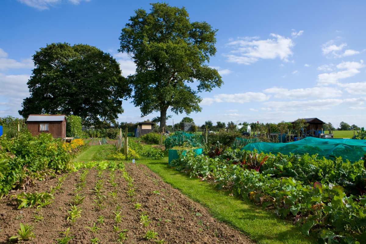 Gartengrundstück in Baden Baden kaufen oder pachten? Der gro