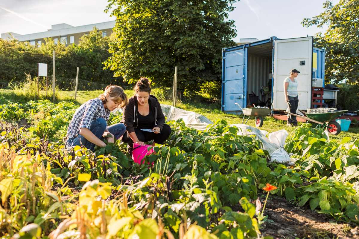 Gemeinschaftsgarten anlegen in Baden Baden — Gemeinsam gärtn