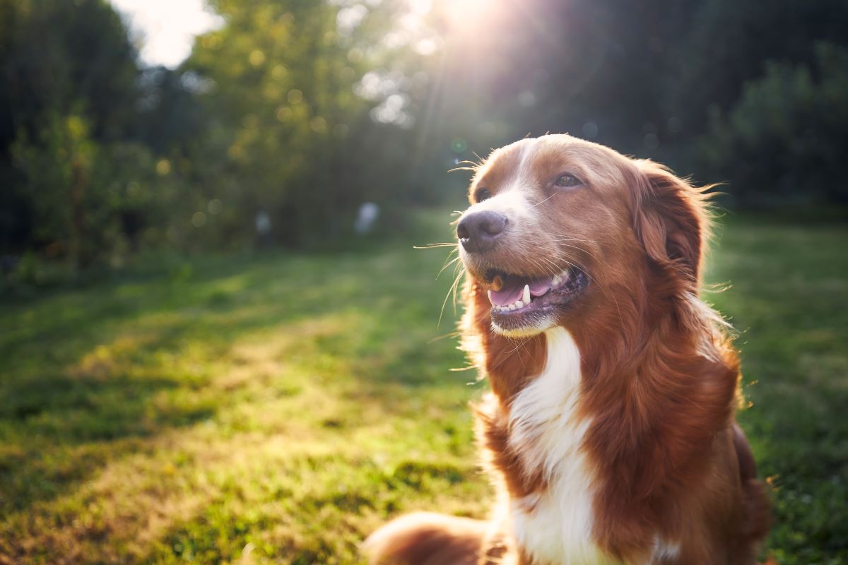 Hund vermisst Baden Baden — Erste Schritte & Tipps