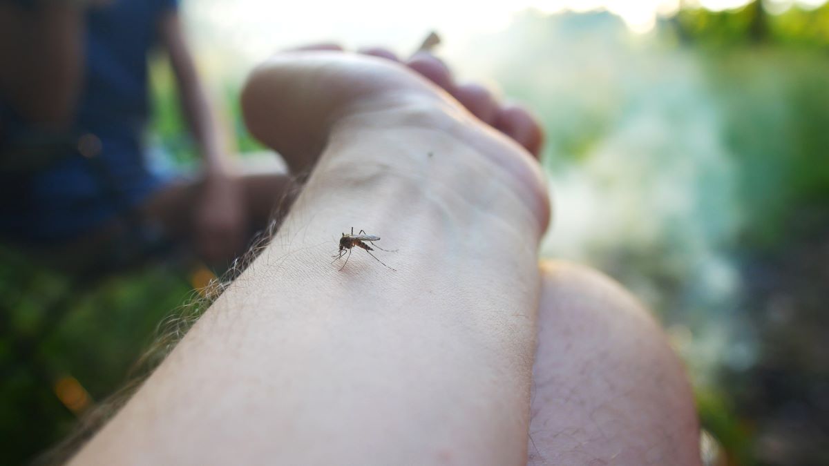 Insektenstiche in Baden Baden: Erste Hilfe & Vorsichtsmaßnah