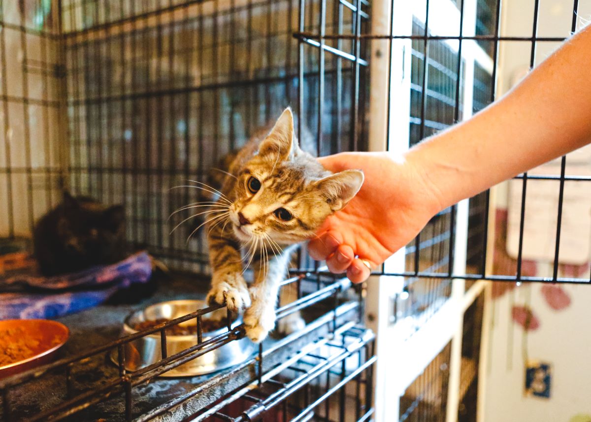 Katze mikrochippen Baden Baden — Sicherheit für Ihr Haustier