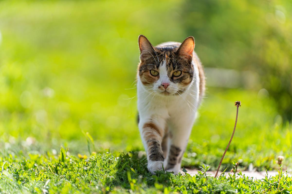 Freilaufende Katzen in Baden-Baden: Rechte und Pflichten für