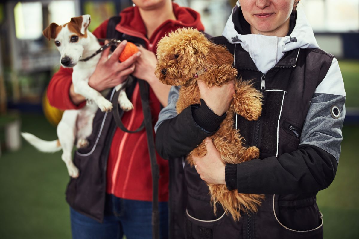 Tierheim Baden Baden: Adoption statt Kauf | Ratgeber